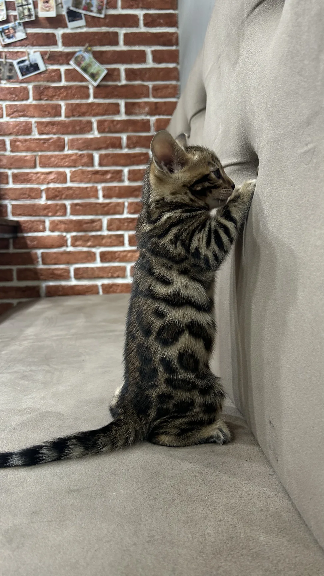 Котенок бенгальской породы - миниатюра 4