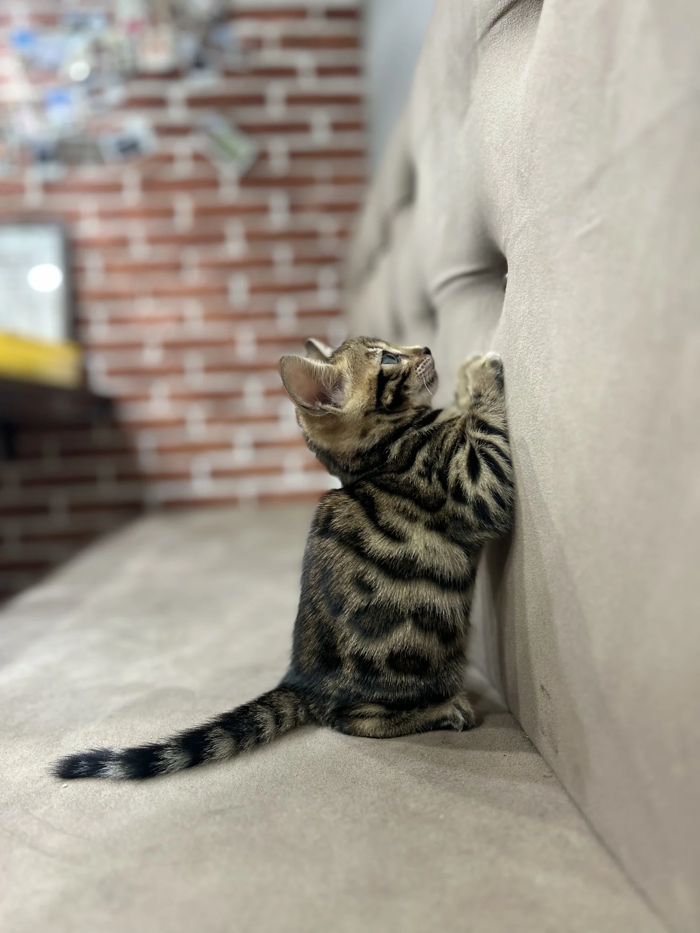 Котенок бенгальской породы - миниатюра 5
