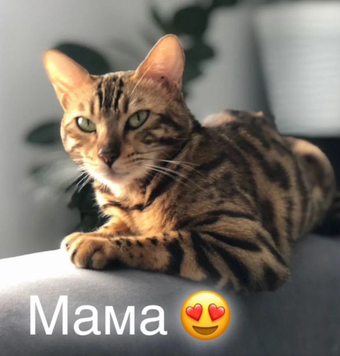 Котенок бенгальской породы - миниатюра 6