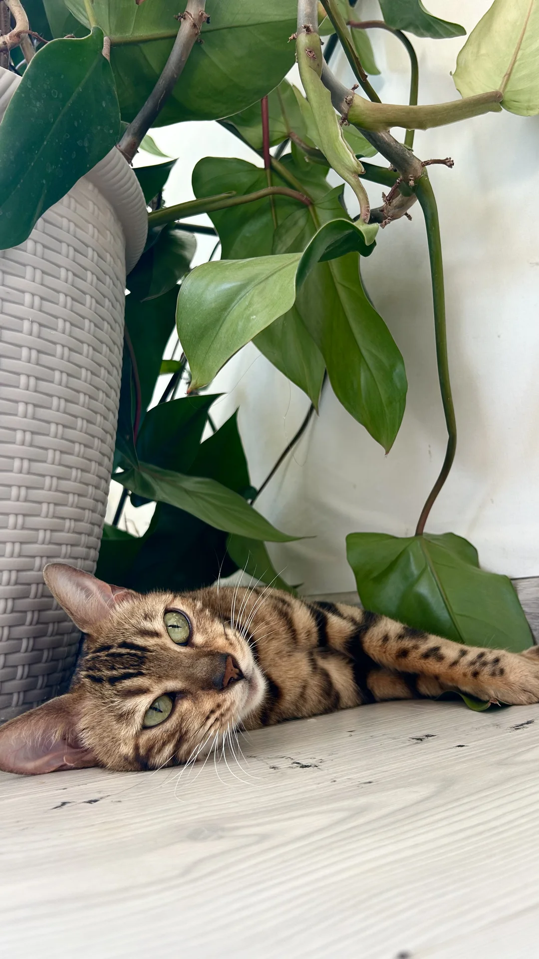 Котенок бенгальской породы - миниатюра 8