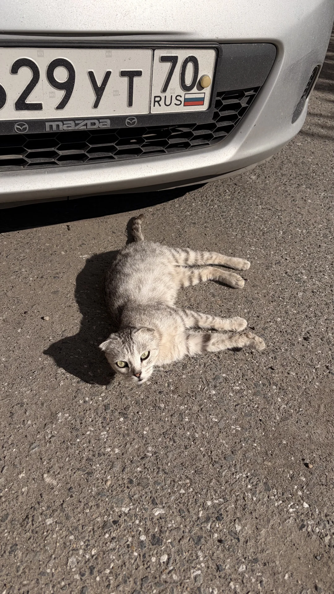 Котенок-подросток в добрые руки - миниатюра 3