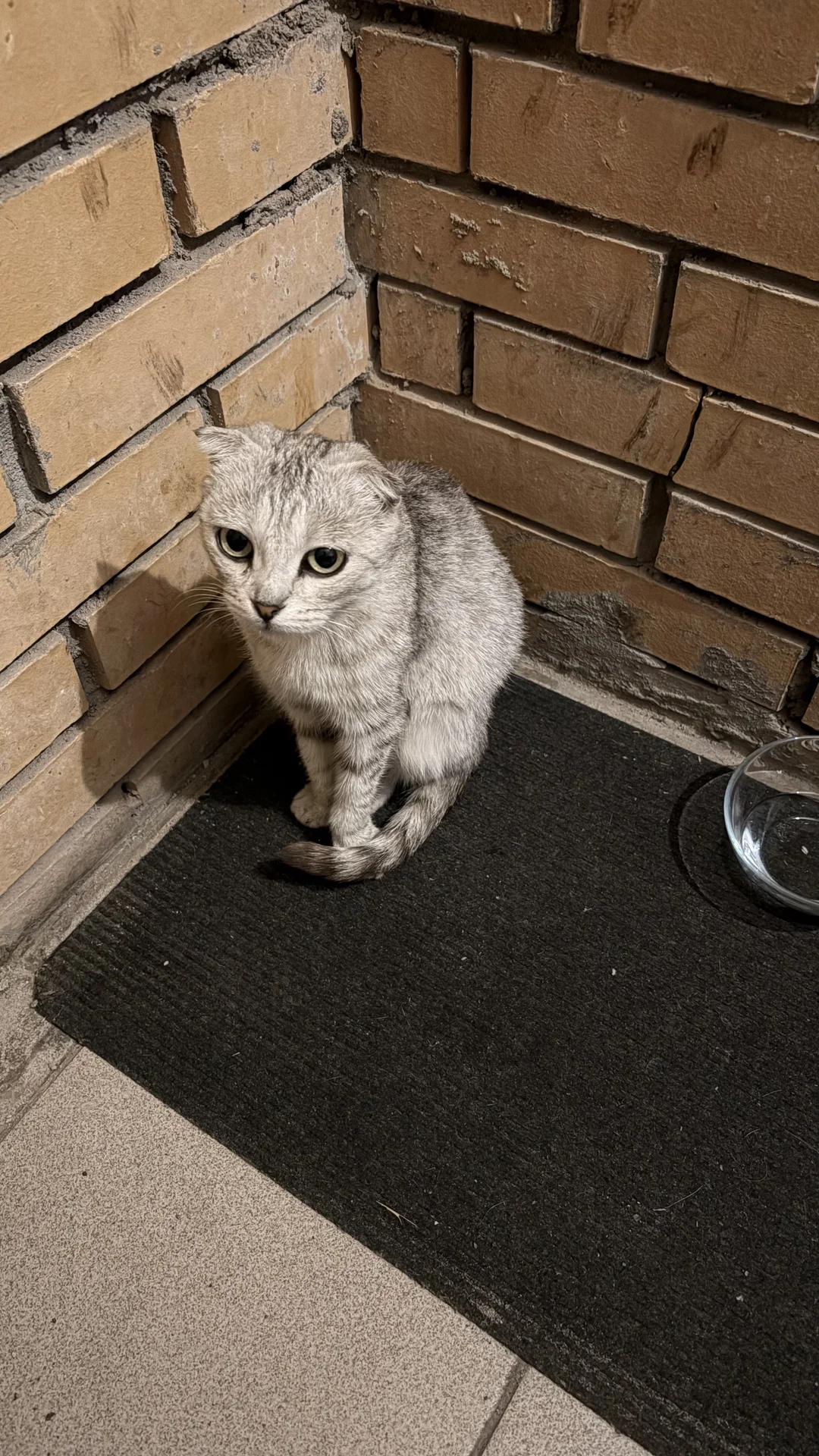 Котенок-подросток в добрые руки - миниатюра 4