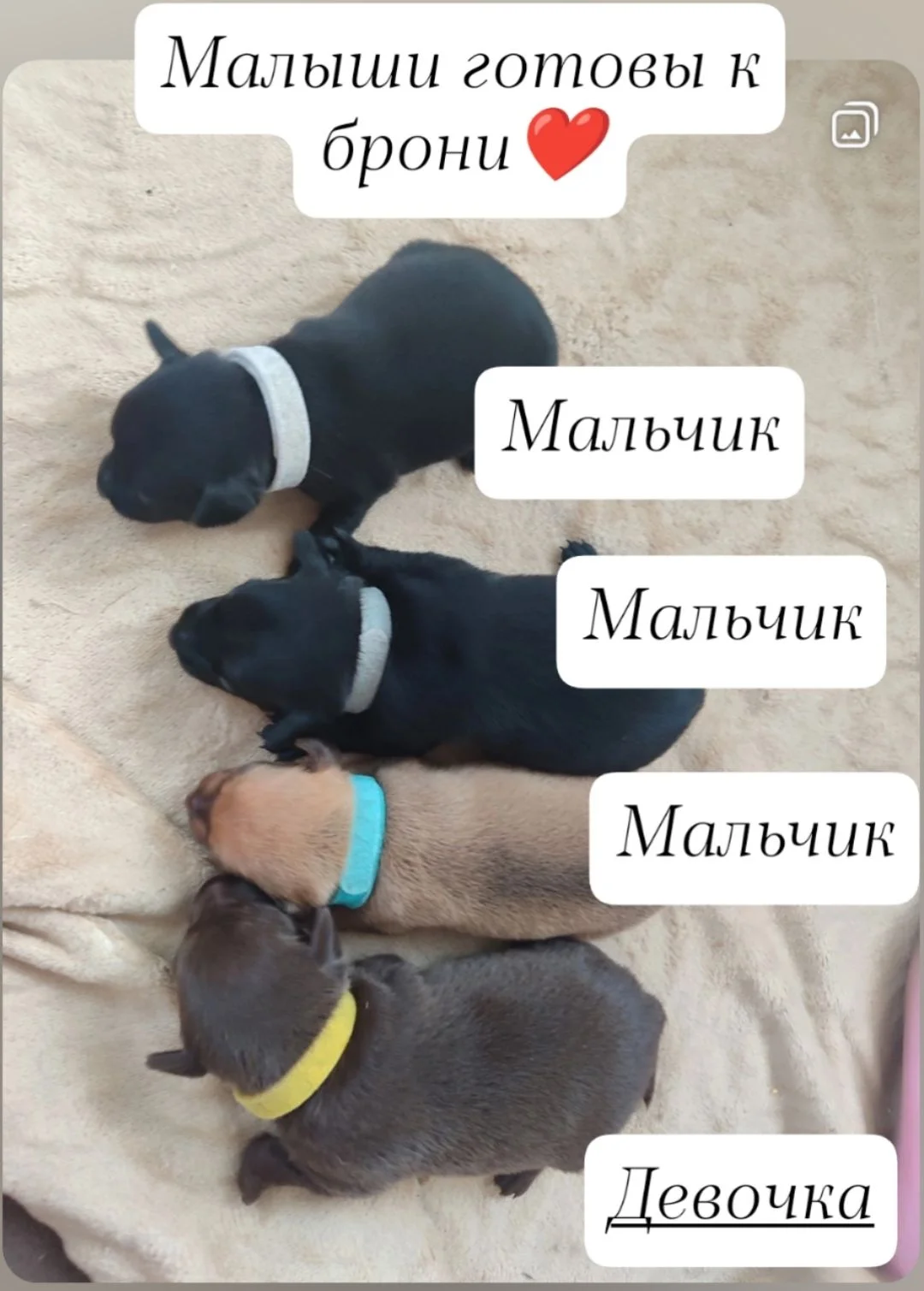 Щенки мини той-терьера - изображение 1