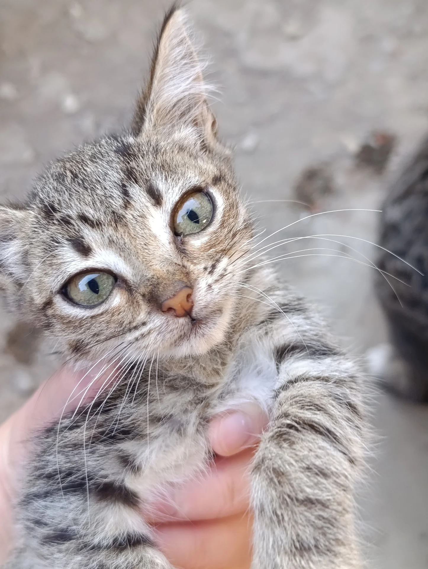 Котёнок девочка в добрые руки - миниатюра 2