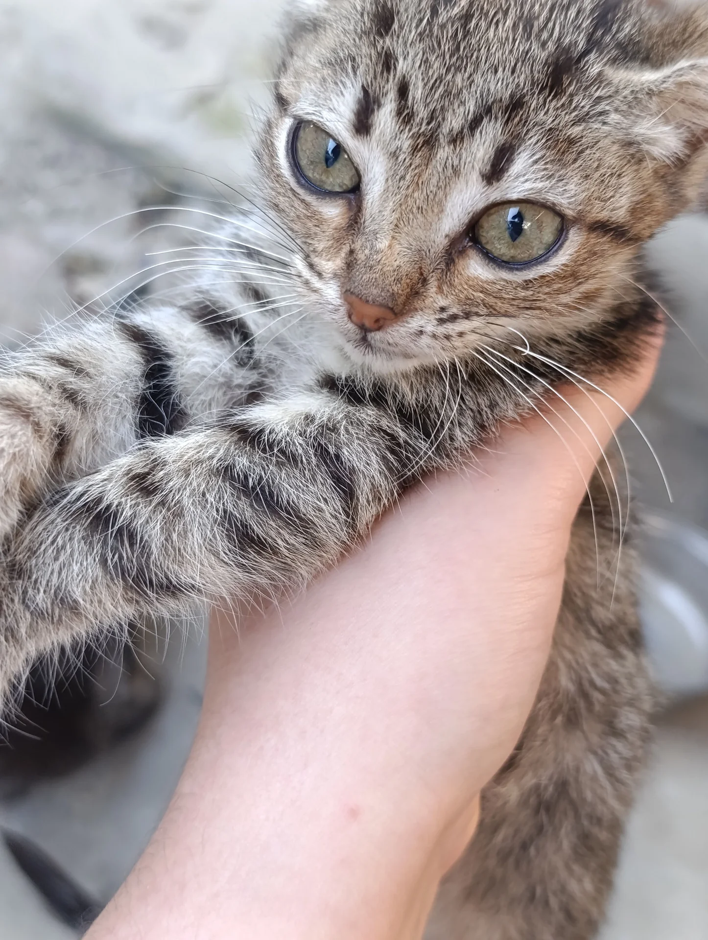 Котёнок девочка в добрые руки - миниатюра 3