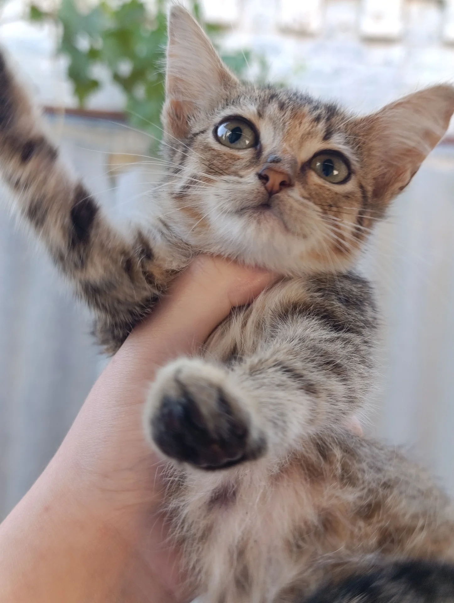 Кошечка котёнок в добрые руки - изображение 1