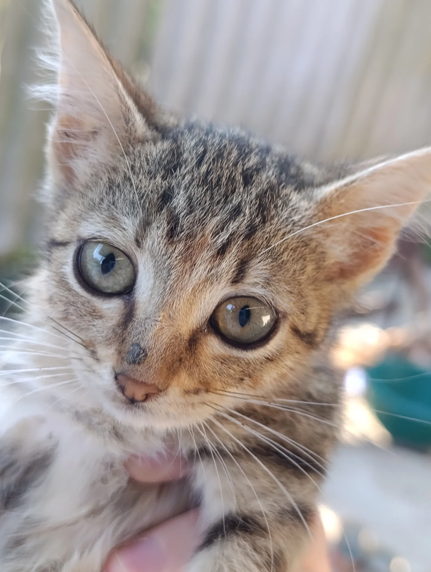 Кошечка котёнок в добрые руки - миниатюра 2