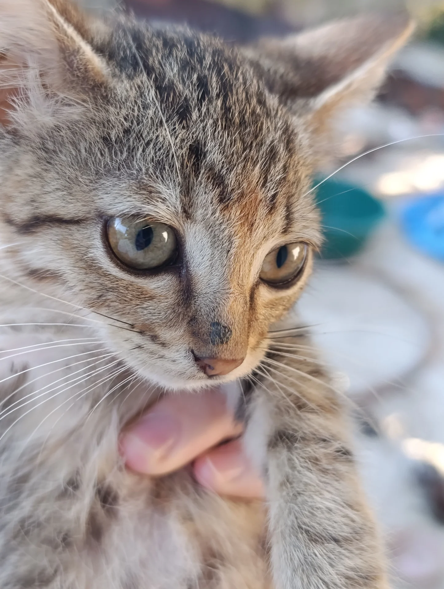 Кошечка котёнок в добрые руки - миниатюра 3