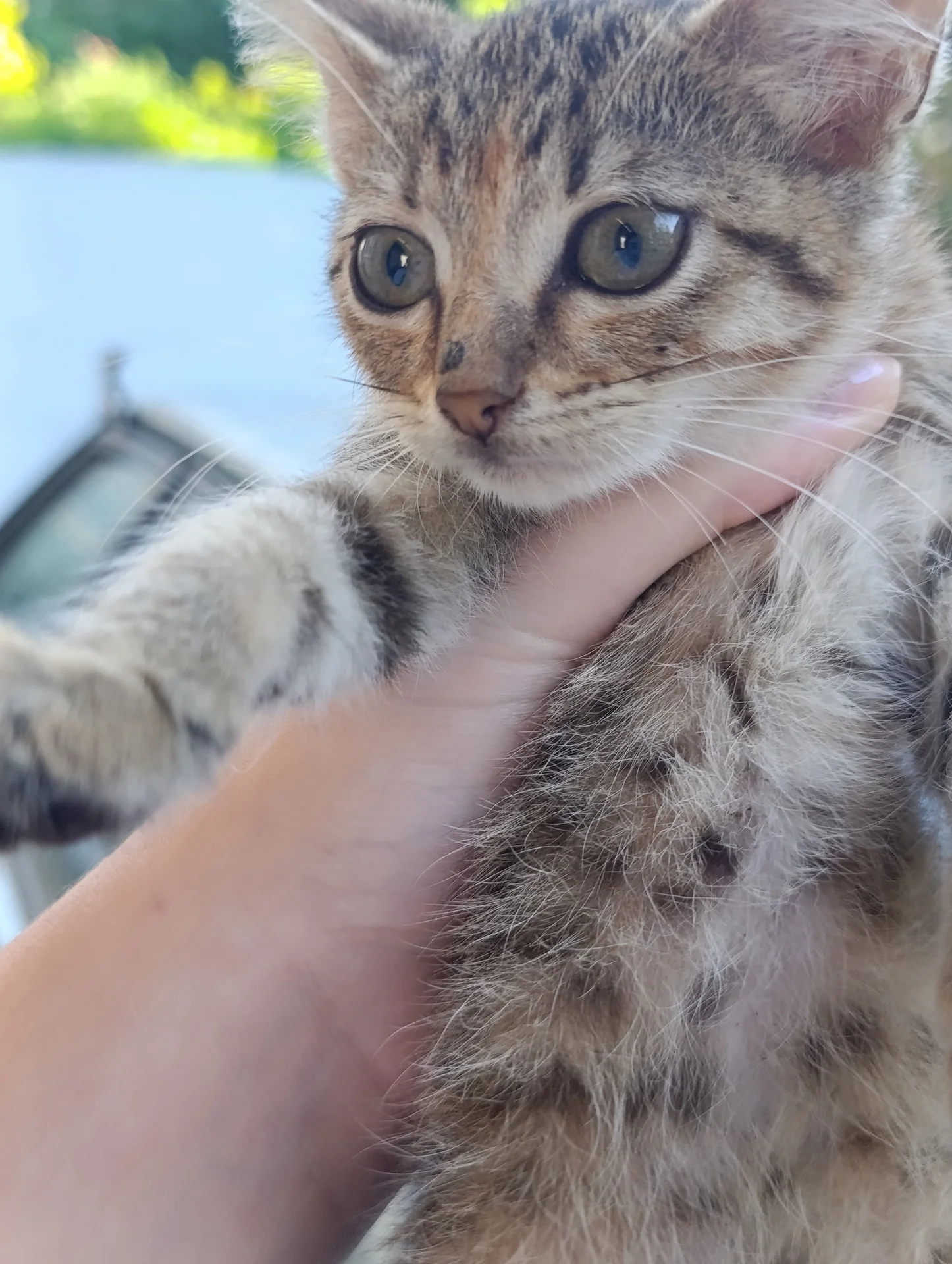 Кошечка котёнок в добрые руки - миниатюра 4