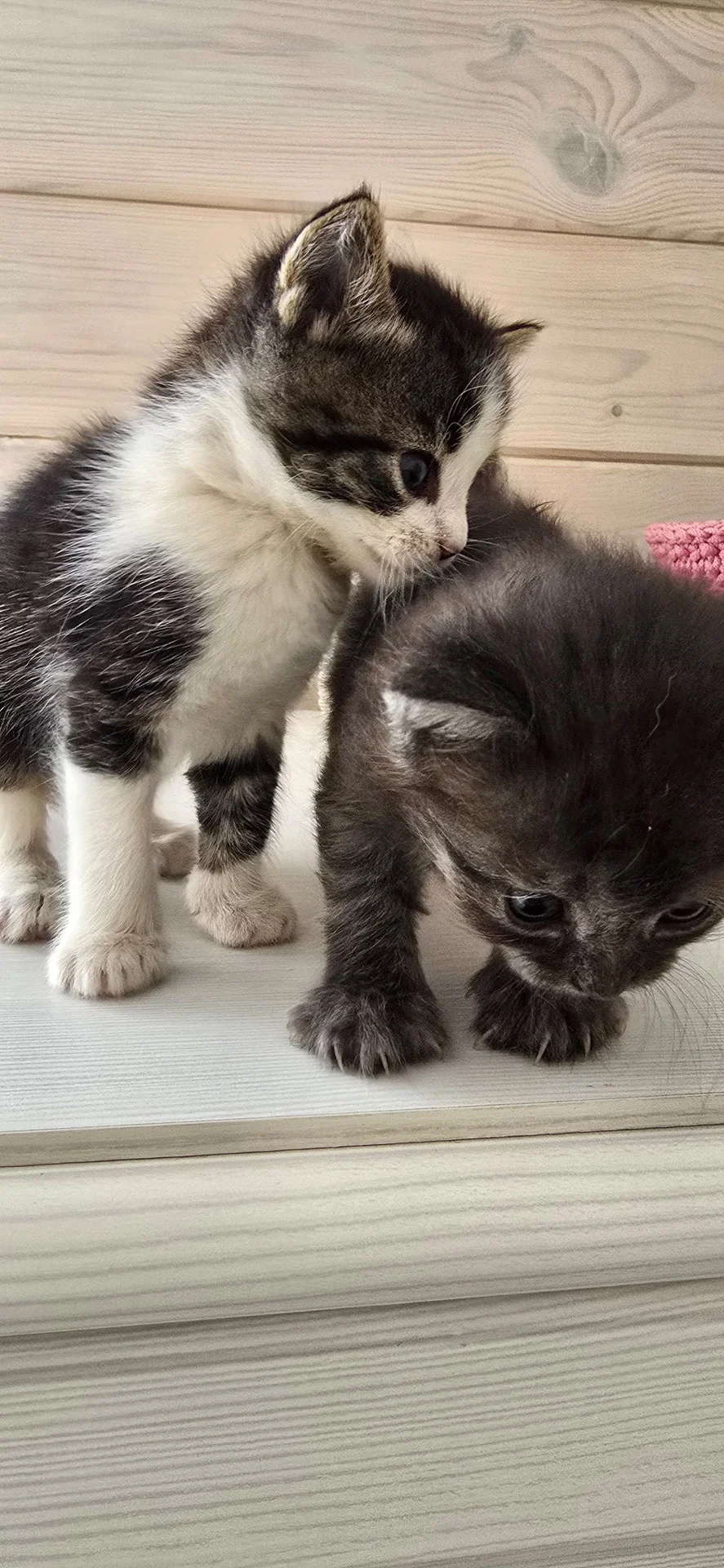 Котята в добрые руки даром. - миниатюра 7