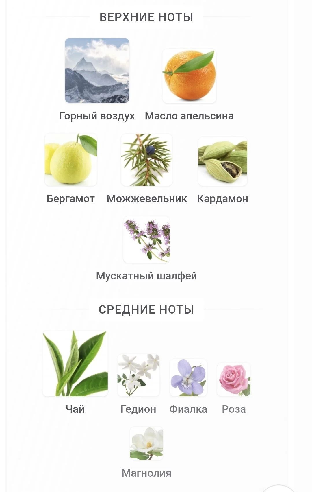 Ormonde Jayne Montabaco Intensivo - миниатюра 6