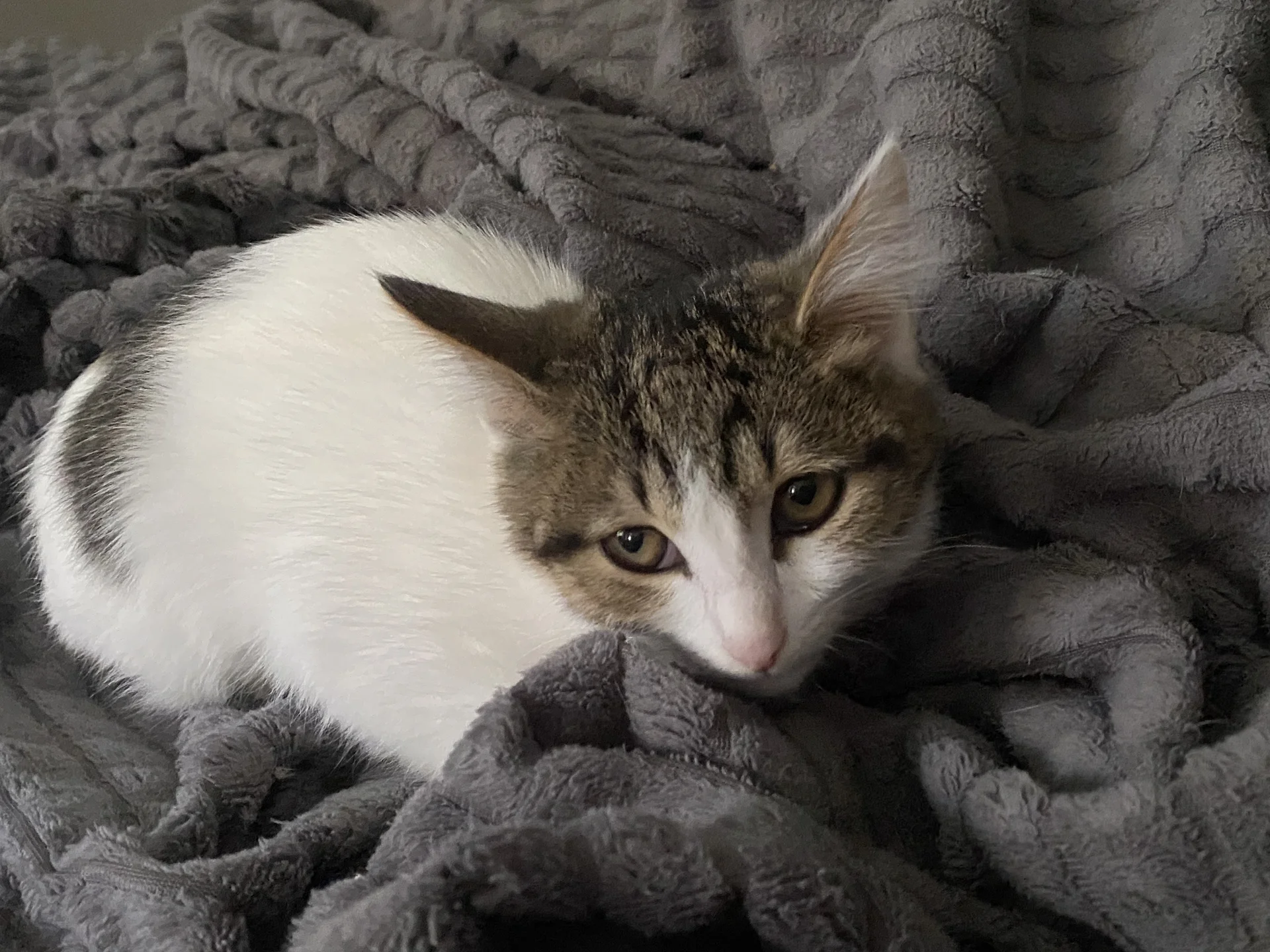 котенок - миниатюра 2
