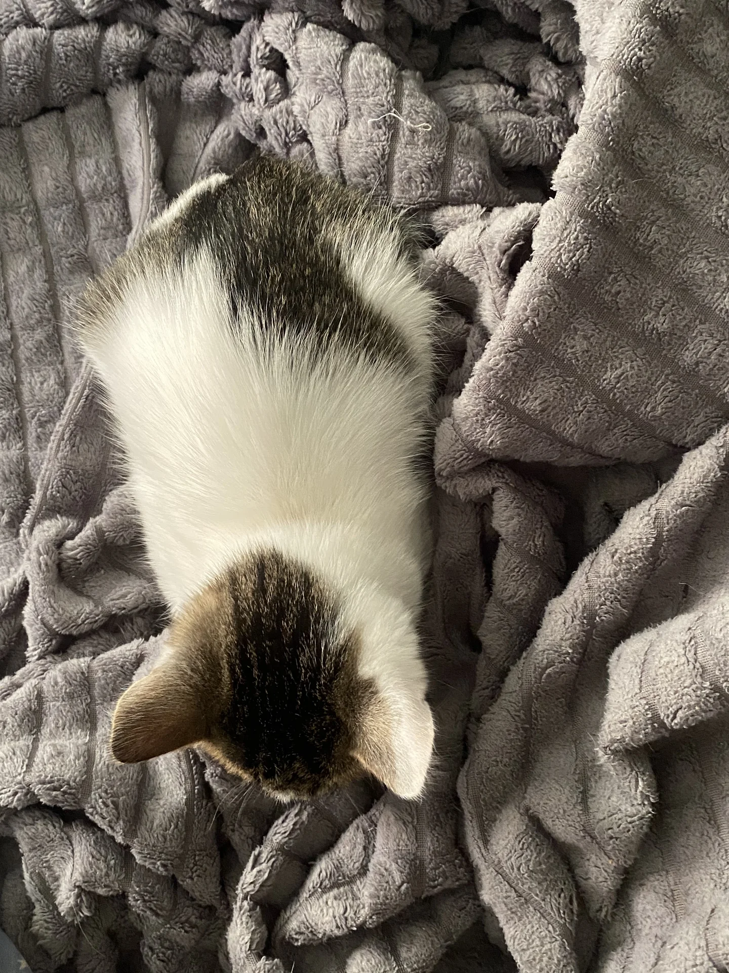 котенок - миниатюра 3