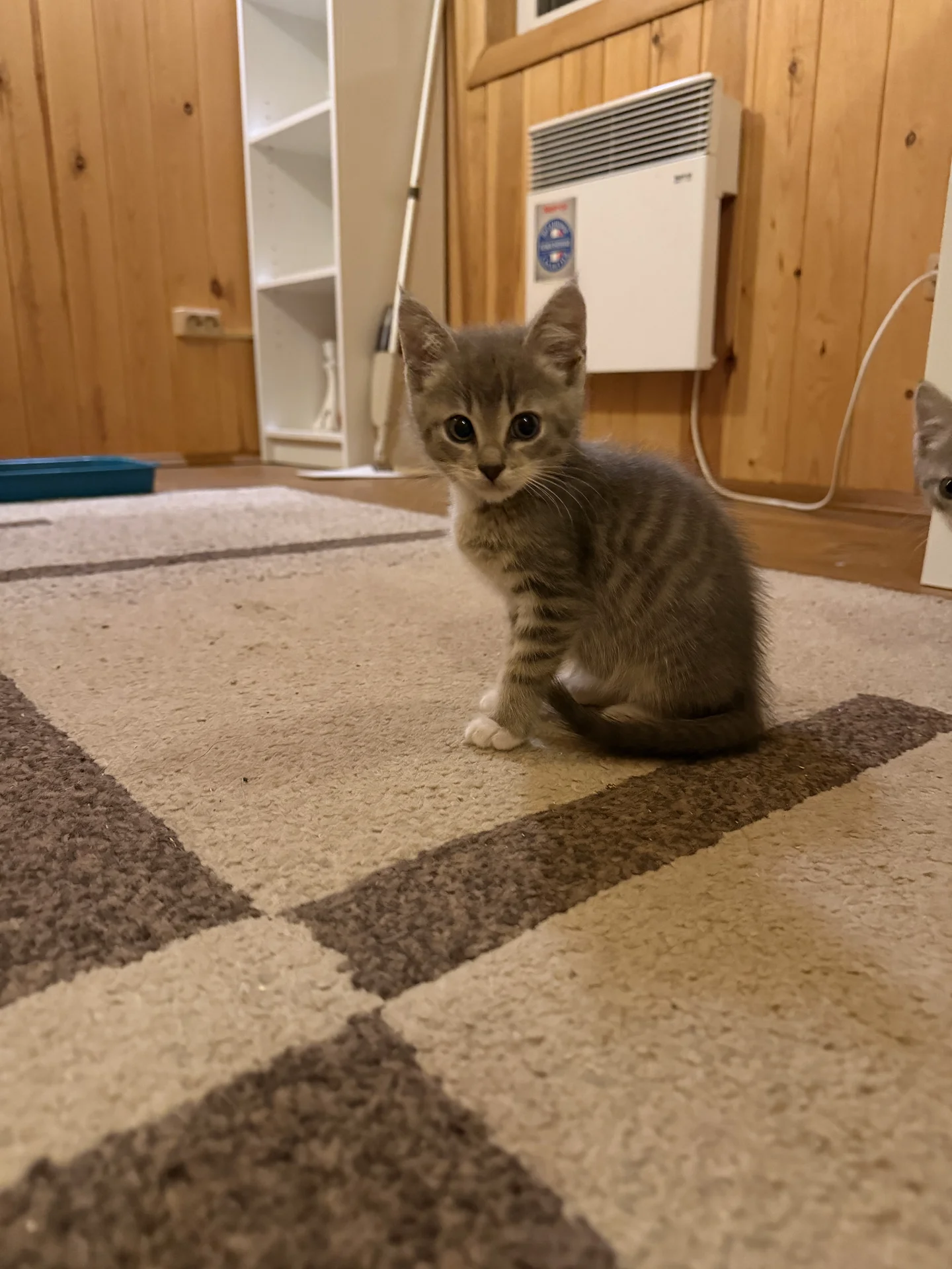 котята в добрые руки - изображение 1