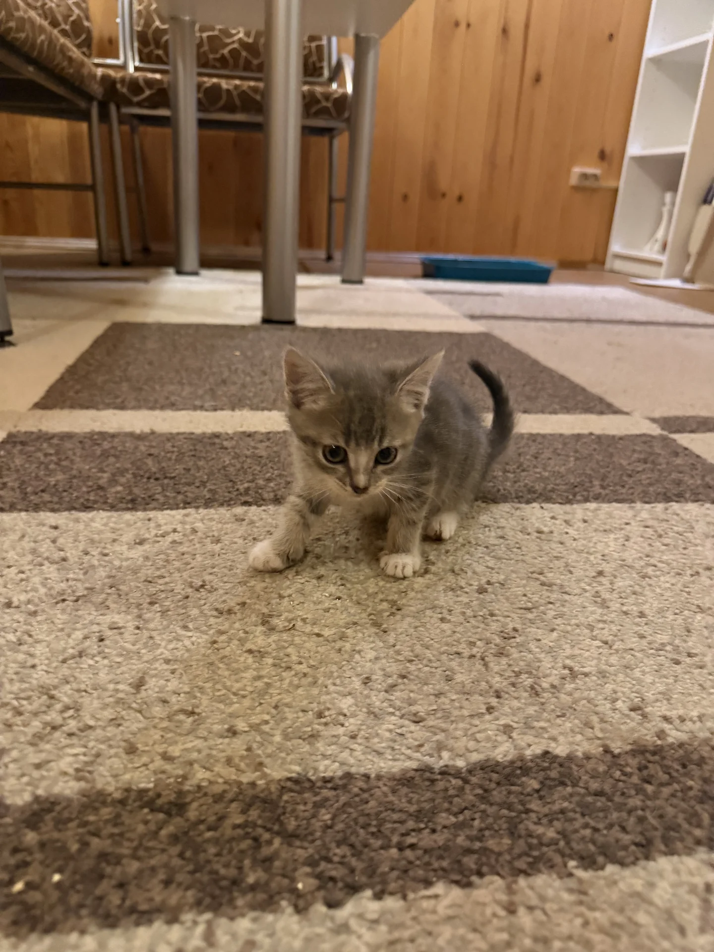 котята в добрые руки - миниатюра 4