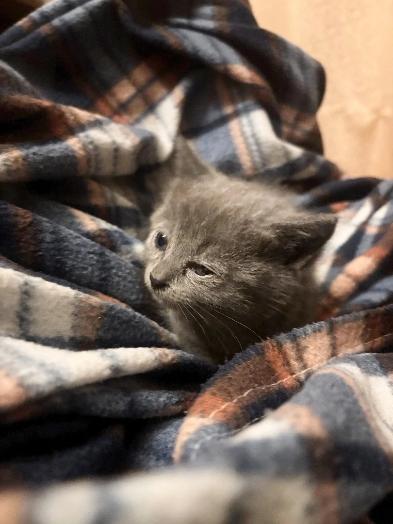 Котенок в добрые руки - миниатюра 2