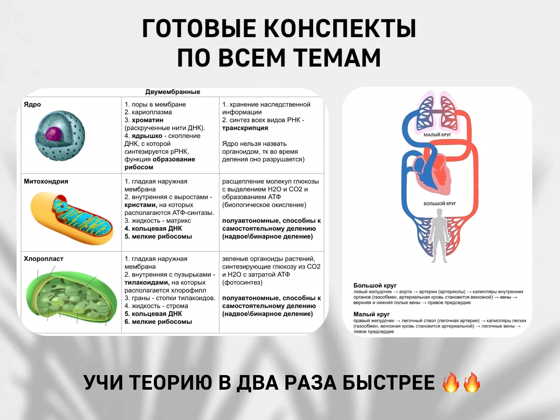 Опытный репетитор по биологии ЕГЭ - миниатюра 3