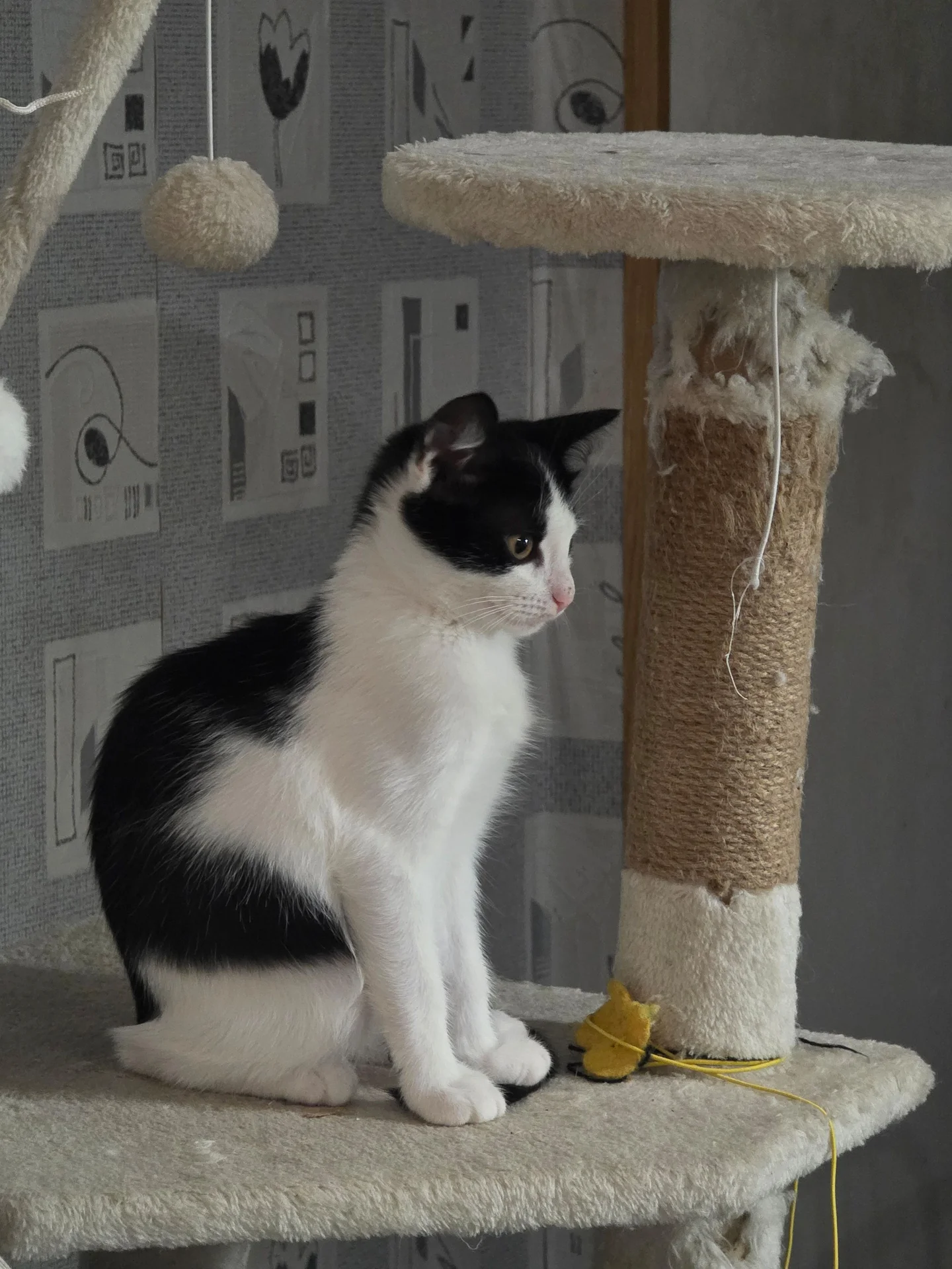 котята - изображение 1