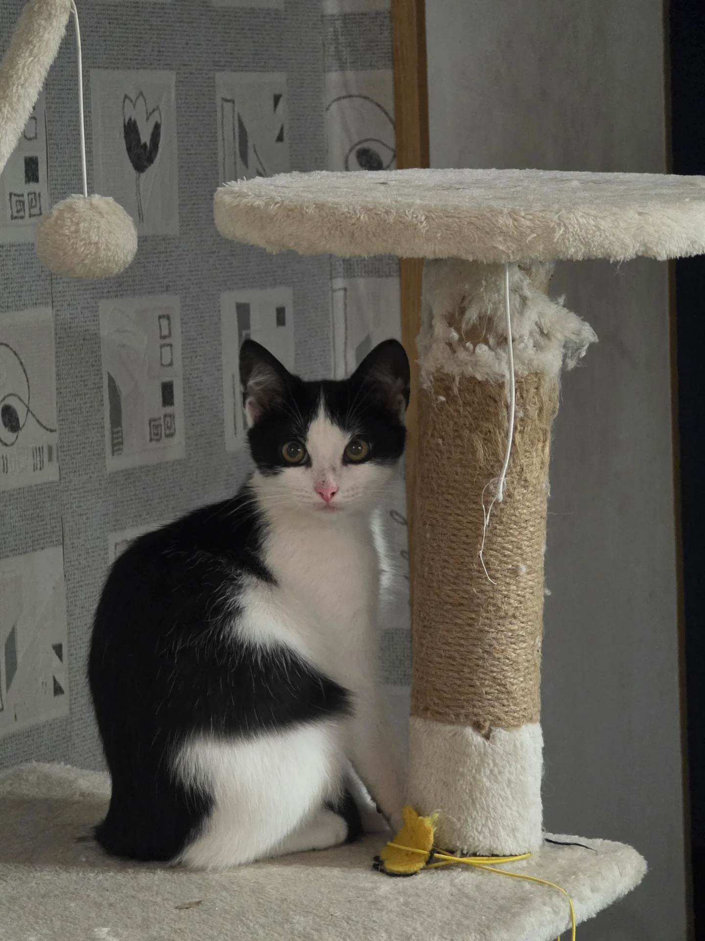 котята - миниатюра 3