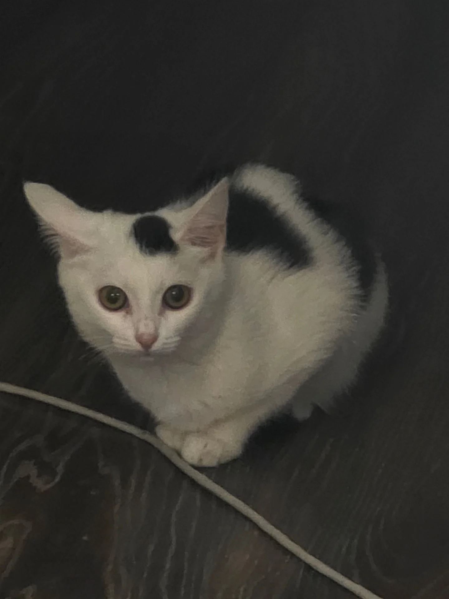котята - миниатюра 4