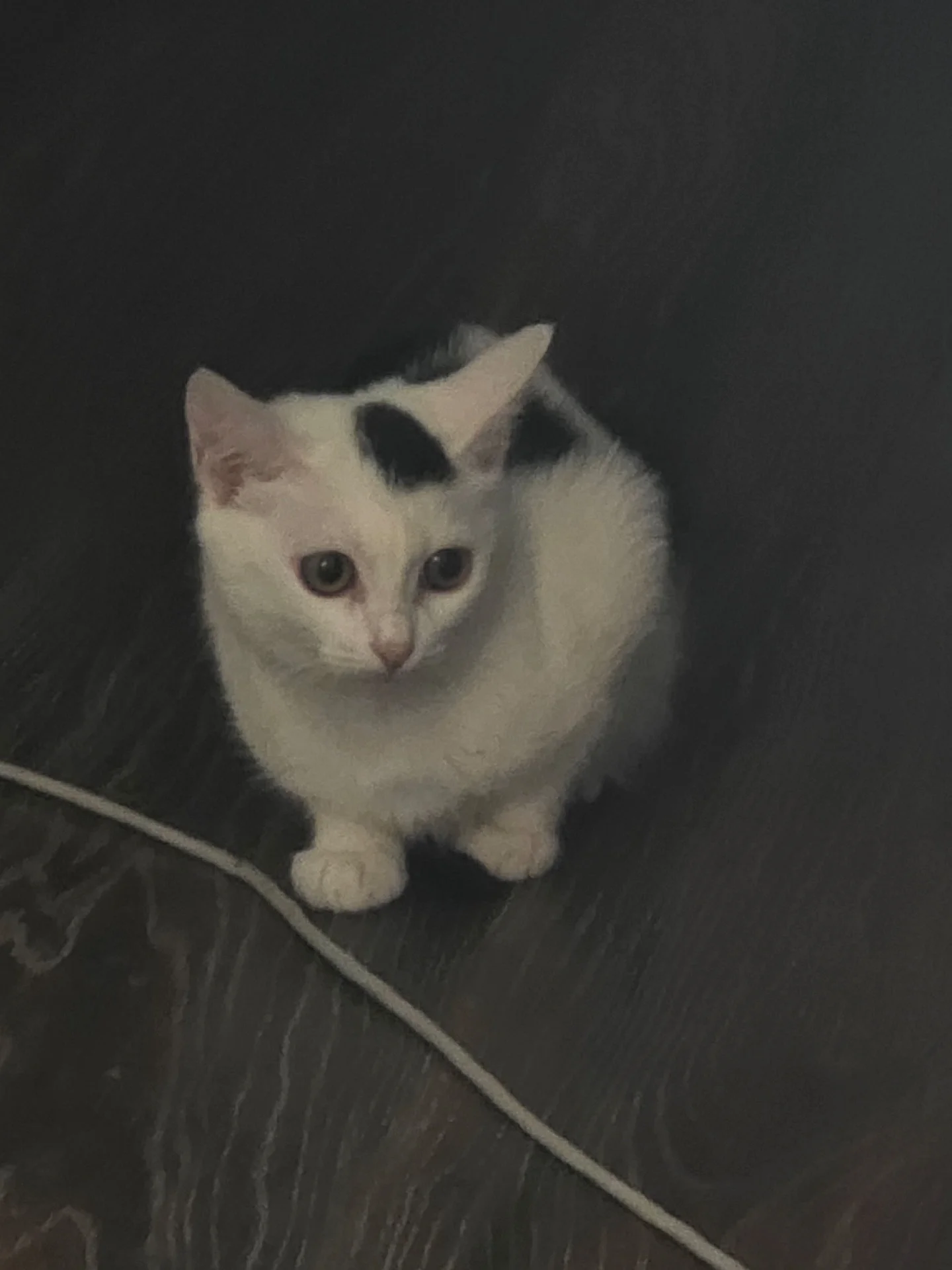 котята - миниатюра 5