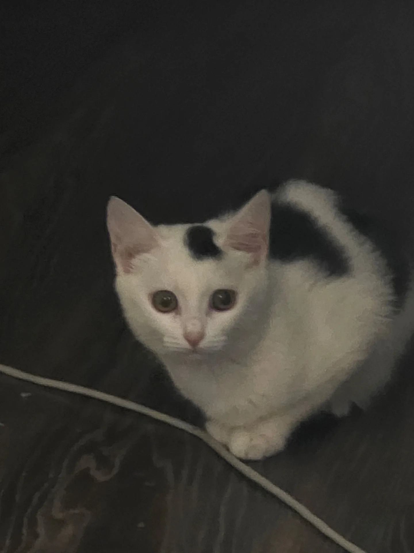 котята - миниатюра 6