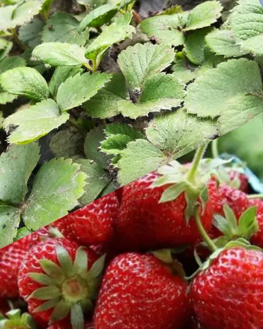 Рассада домашней клубники 🍓🍓🍓