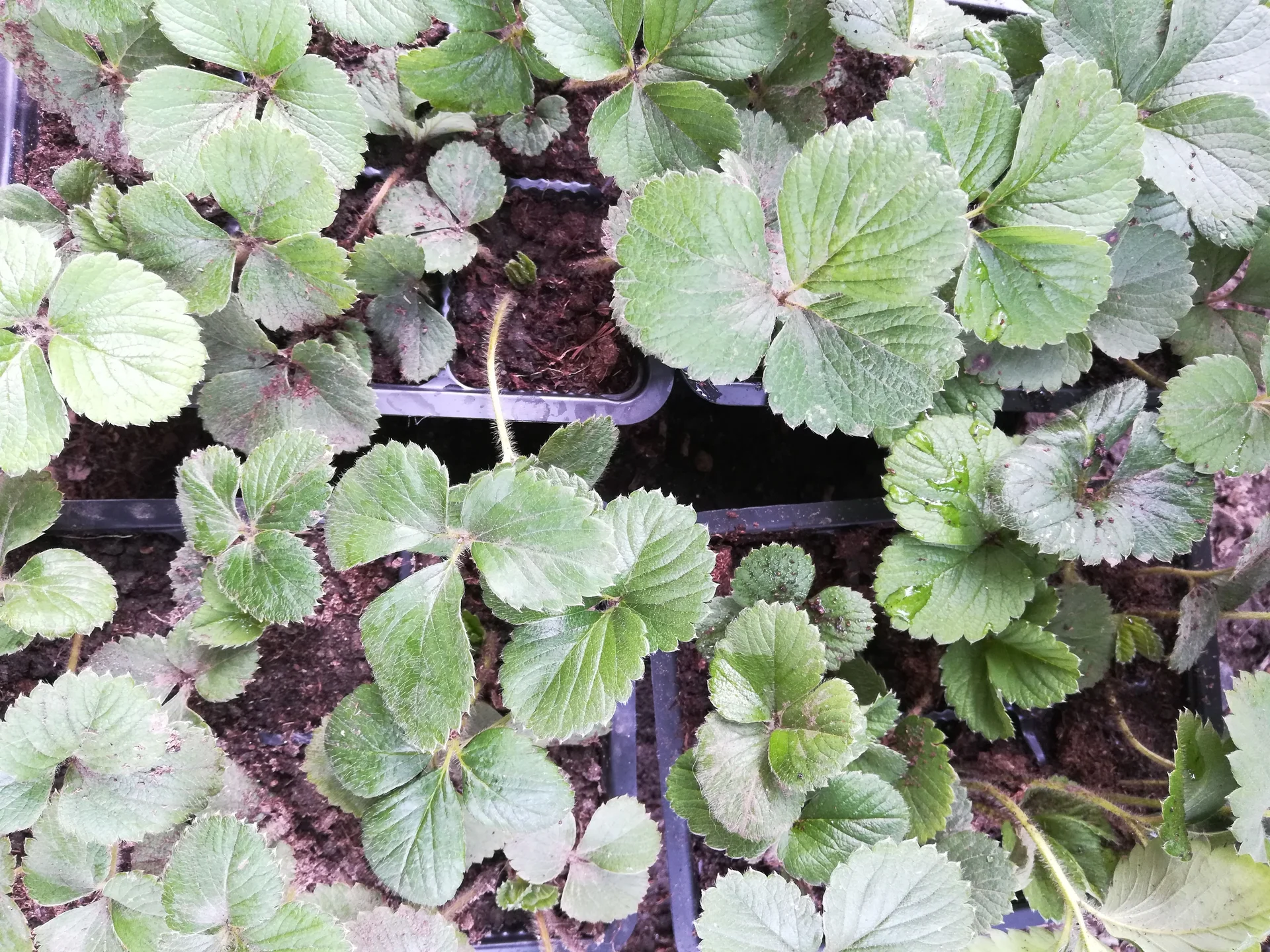 Рассада домашней клубники 🍓🍓🍓 - миниатюра 3