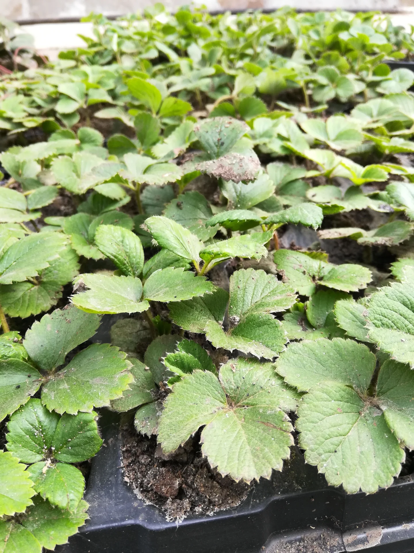 Рассада домашней клубники 🍓🍓🍓 - миниатюра 4