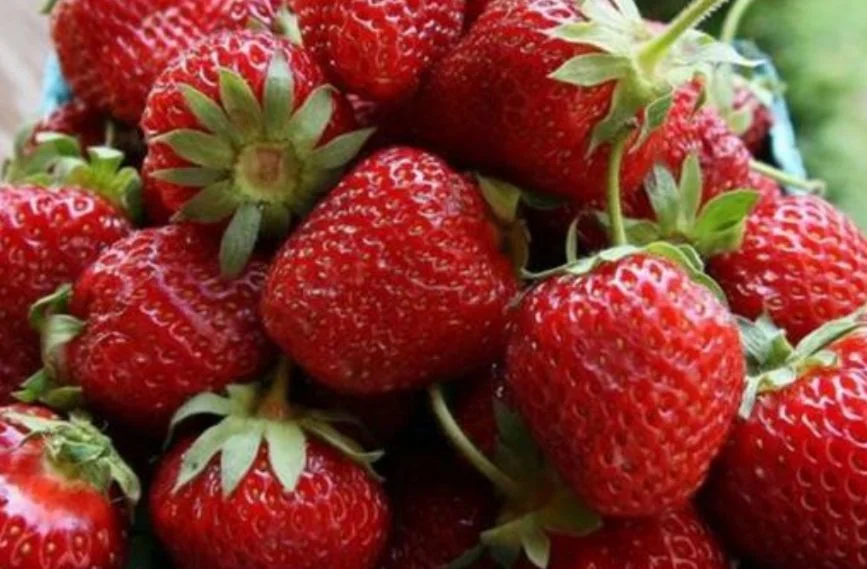 Рассада домашней клубники 🍓🍓🍓 - миниатюра 6