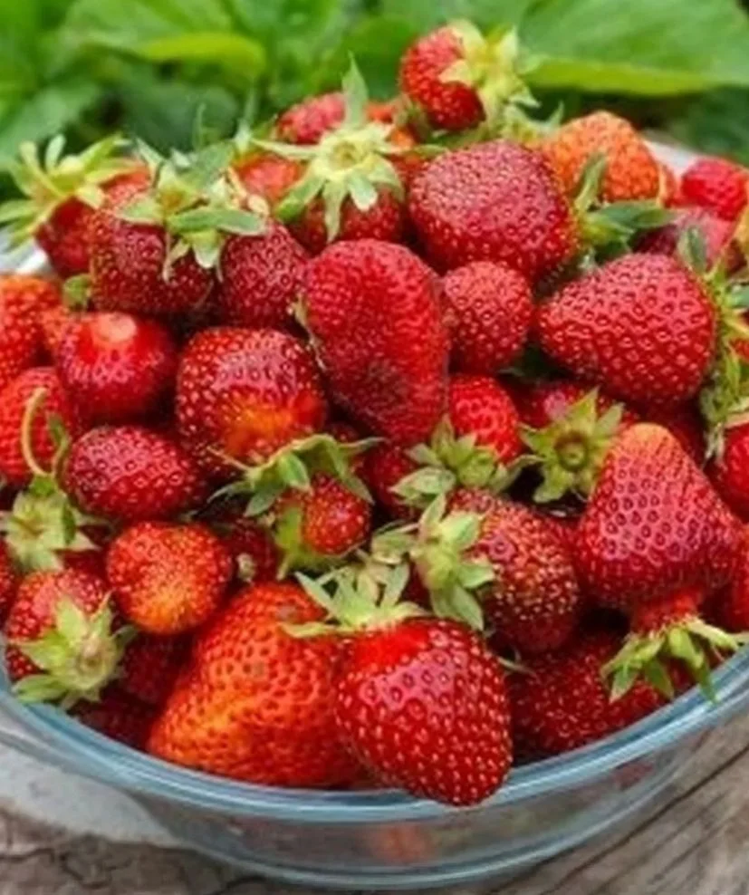 Рассада домашней клубники 🍓🍓🍓 - миниатюра 7
