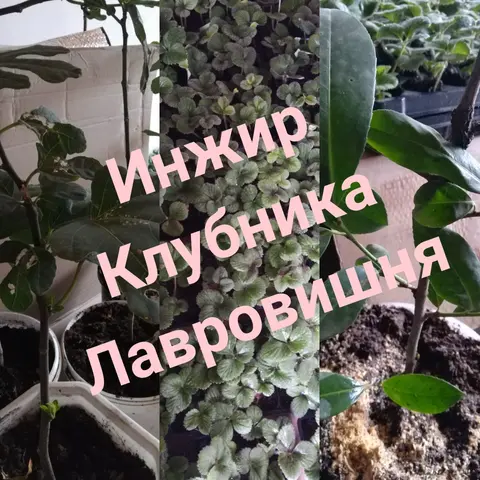 сажкнцы инжира, лавровишни