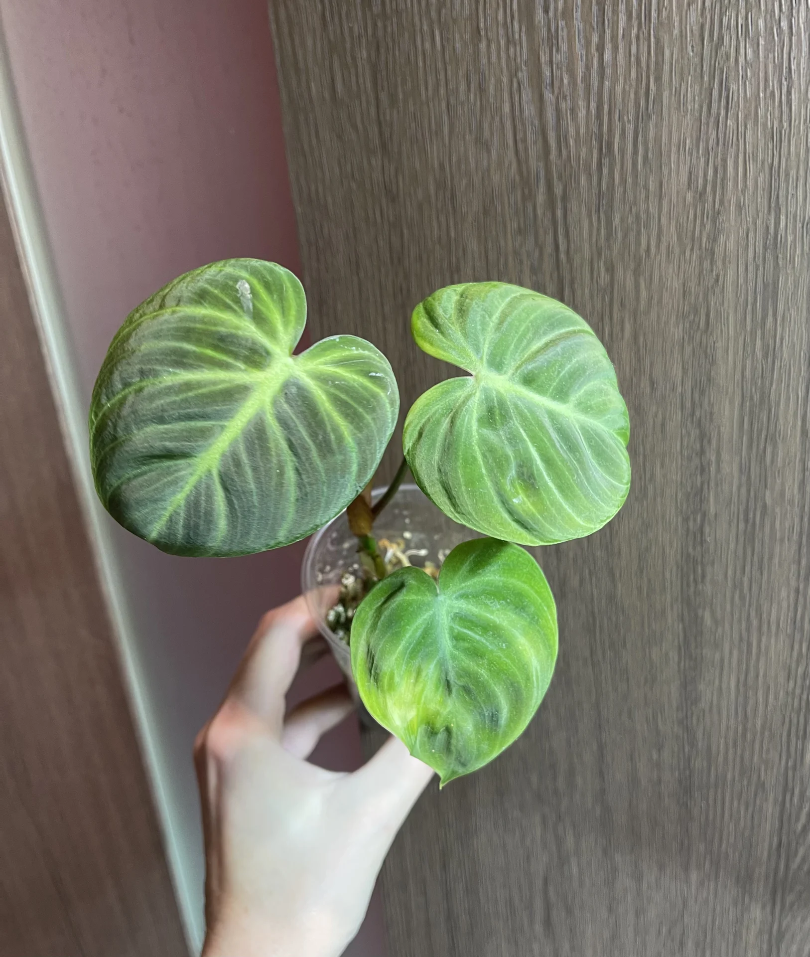 Philodendron El Choco Red (Фил Эль Чоко Ред) - миниатюра 3