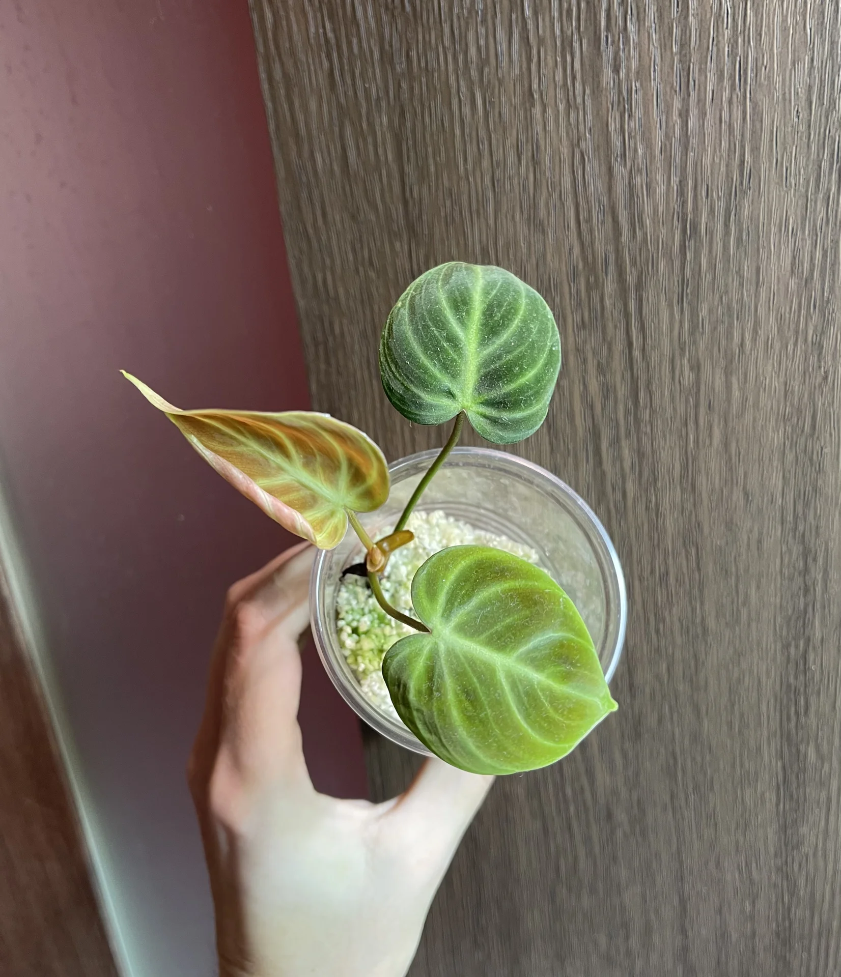 Philodendron El Choco Red (Фил Эль Чоко Ред) - миниатюра 5