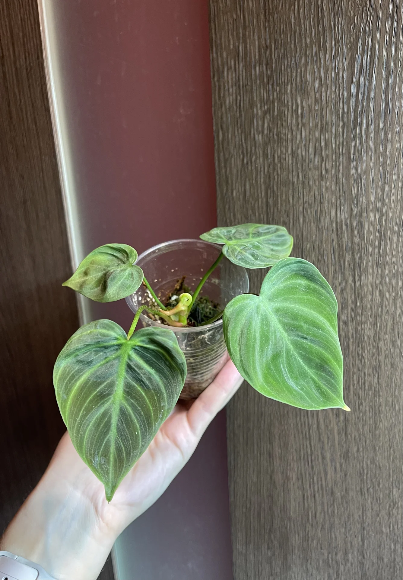 Philodendron El Choco Red (Фил Эль Чоко Ред) - миниатюра 4