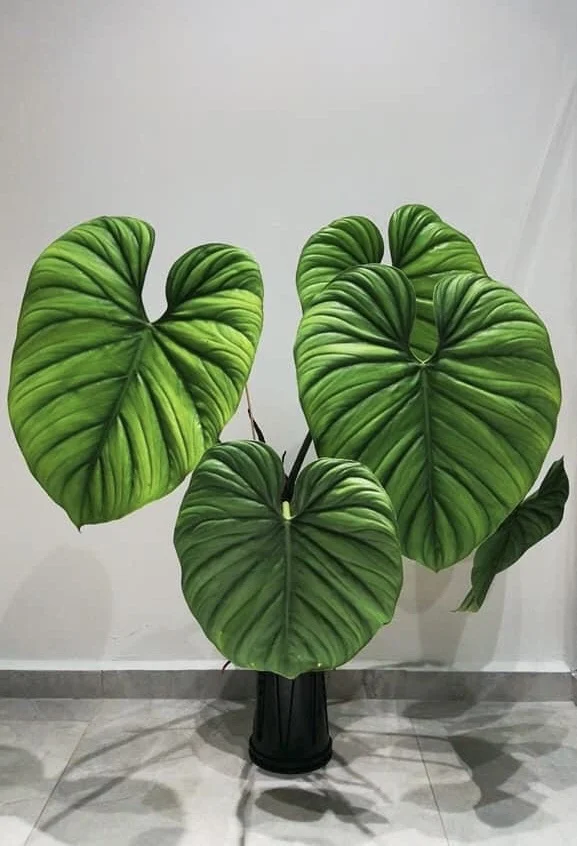 Philodendron El Choco Red (Фил Эль Чоко Ред) - изображение 1