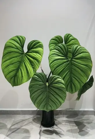 Philodendron El Choco Red (Фил Эль Чоко Ред)