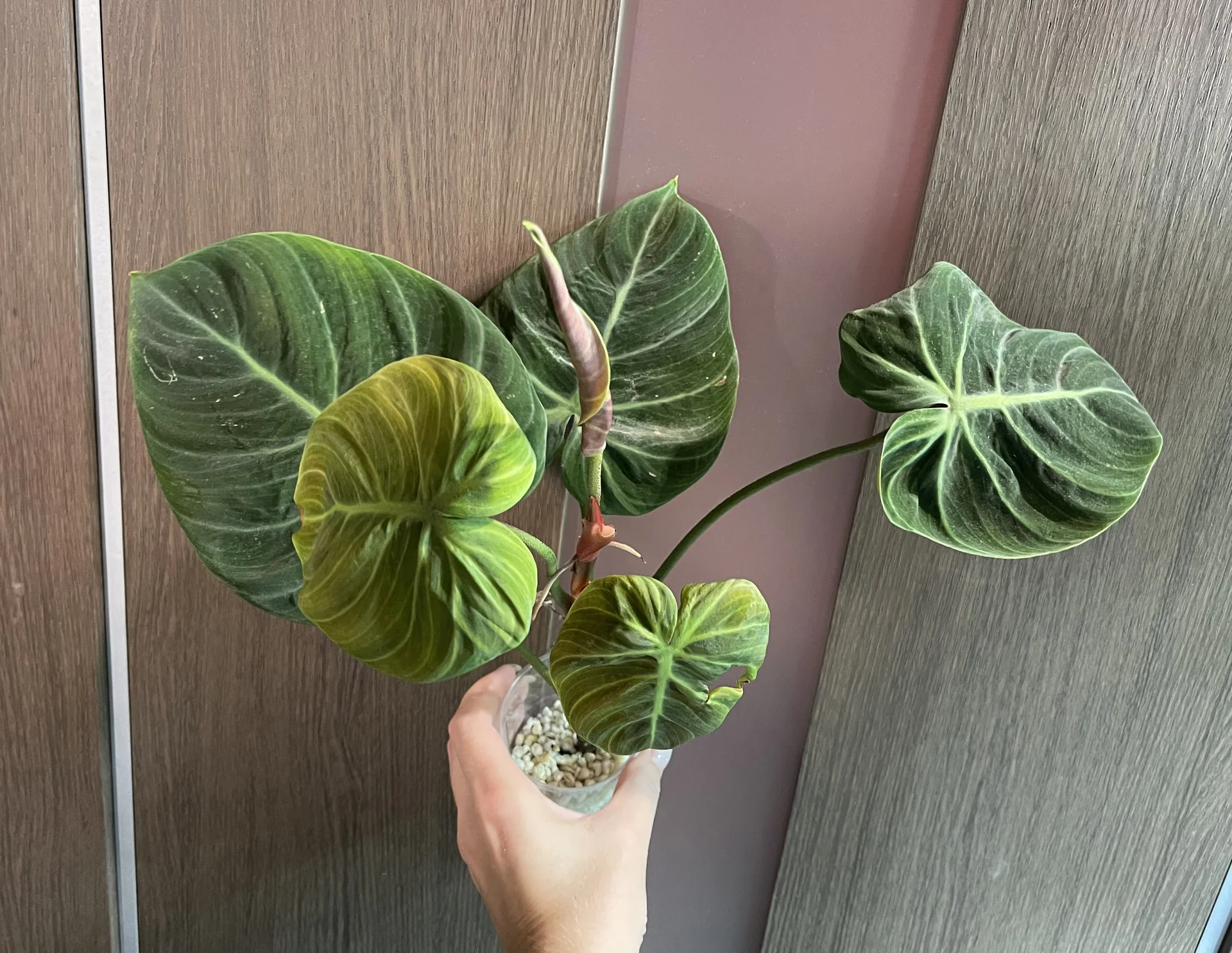 Philodendron El Choco Red (Фил Эль Чоко Ред) - миниатюра 2
