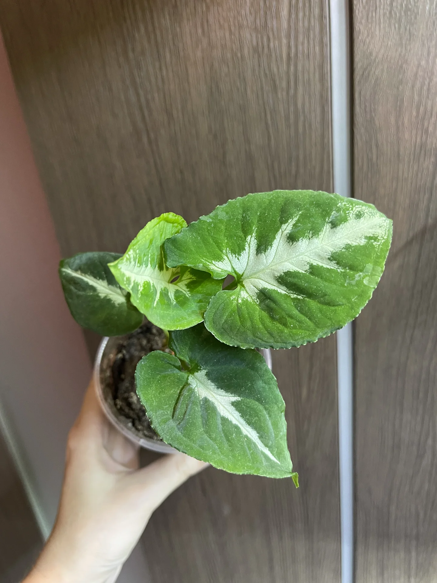 Синониму ЯИЧНИЦА (Syngonium Wendlandii SCRAMBLE) - изображение 1