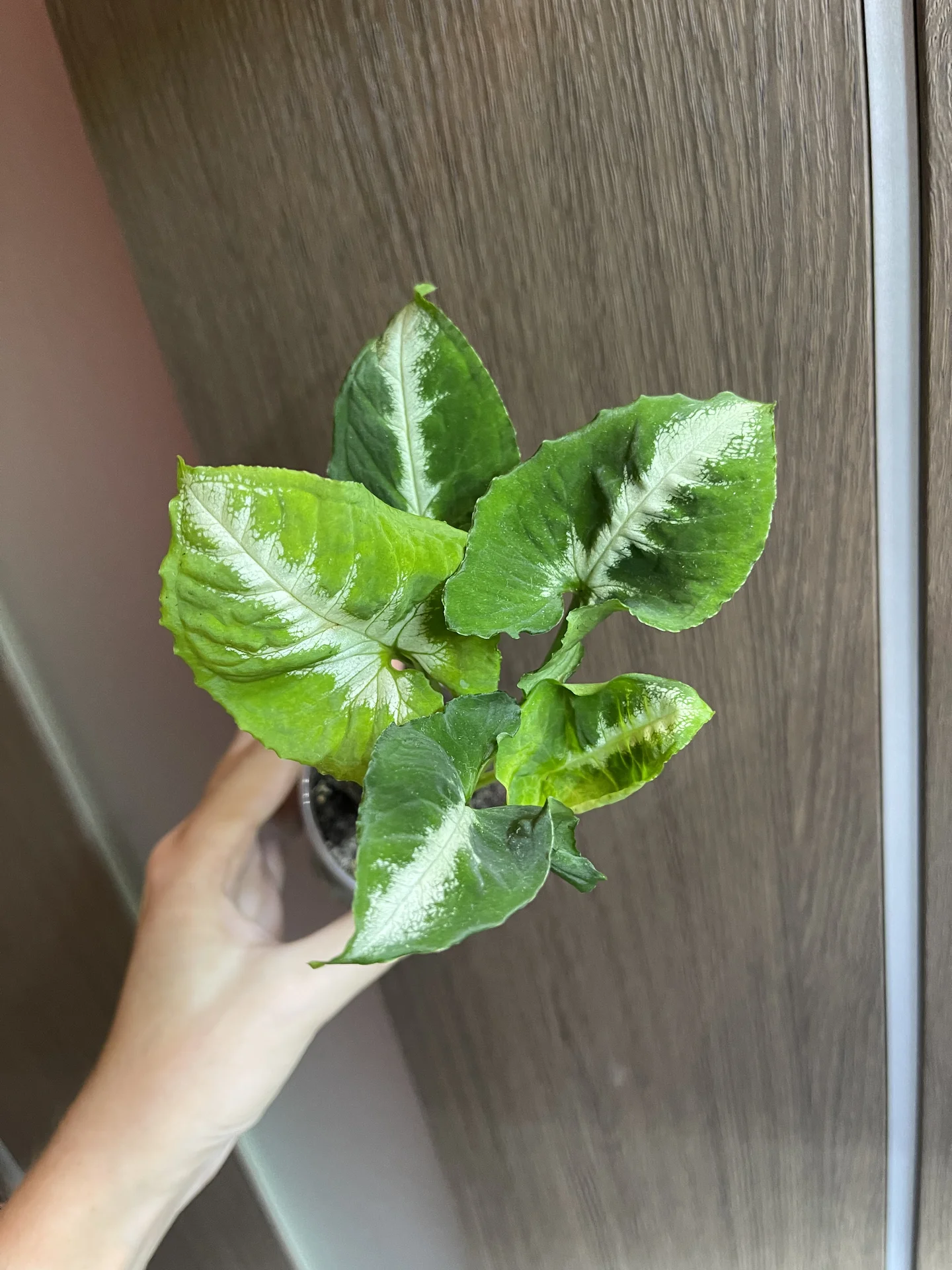 Синониму ЯИЧНИЦА (Syngonium Wendlandii SCRAMBLE) - миниатюра 2