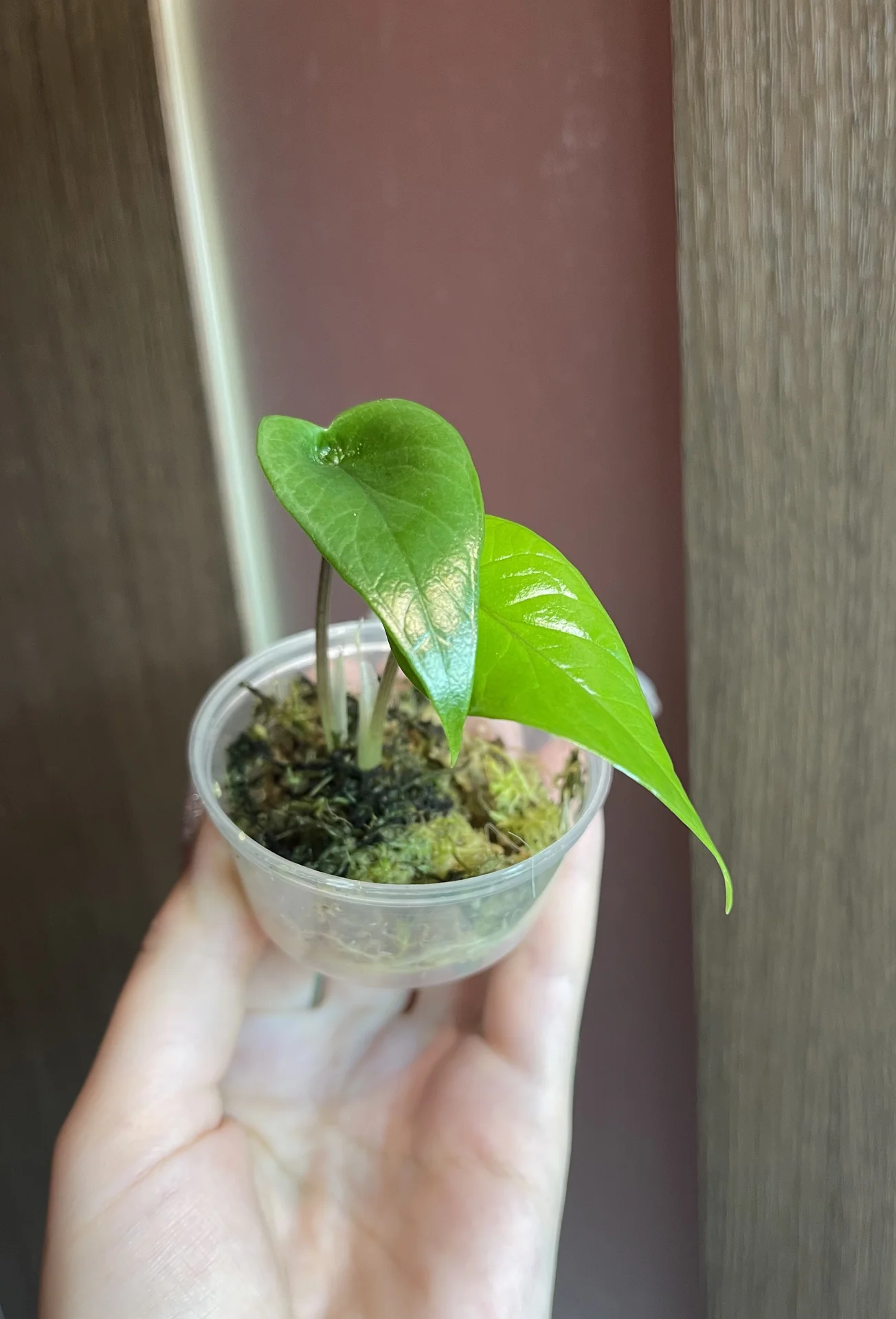 Alocasia Scalprum (Алоказия Скальпрум) - миниатюра 3