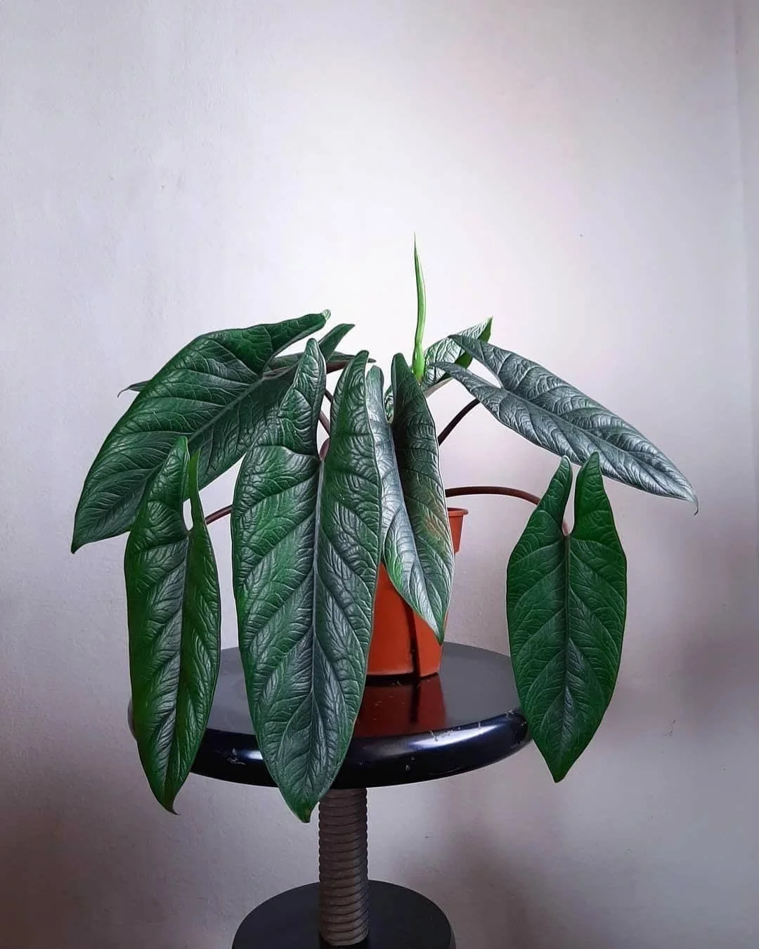 Alocasia Scalprum (Алоказия Скальпрум) - изображение 1