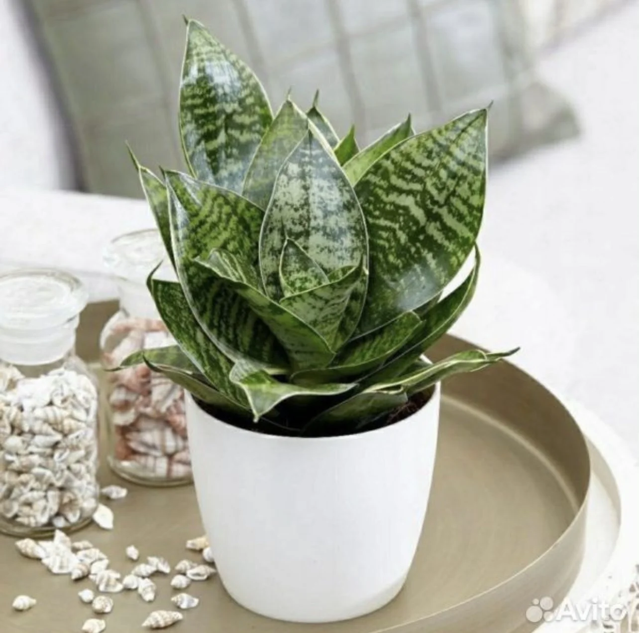 Sansevieria Hahnii (Сансевиерия, Щучий хвост) - изображение 1
