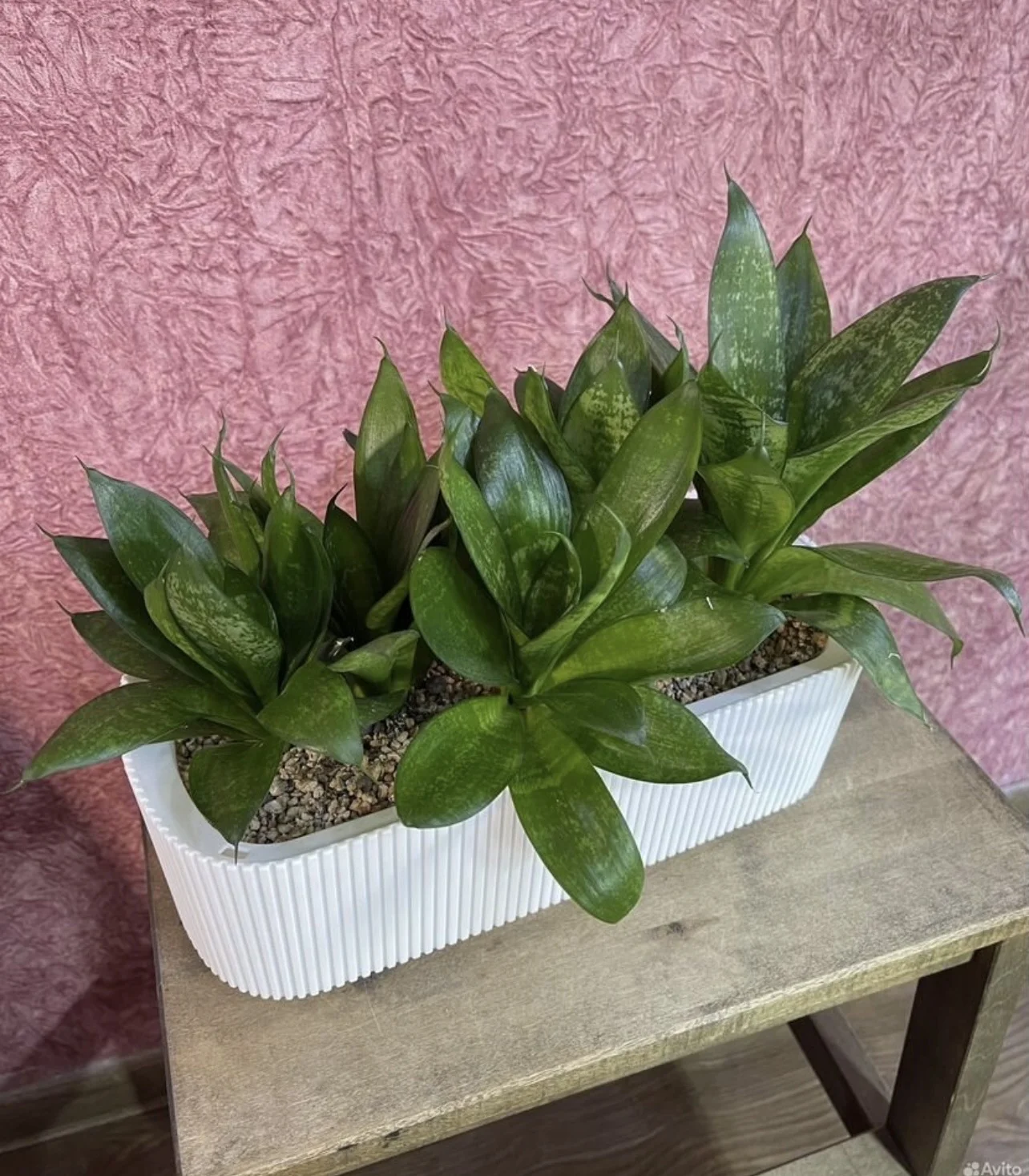 Sansevieria Hahnii (Сансевиерия, Щучий хвост) - миниатюра 2