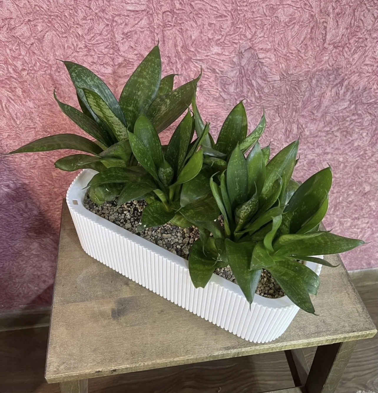 Sansevieria Hahnii (Сансевиерия, Щучий хвост) - миниатюра 3