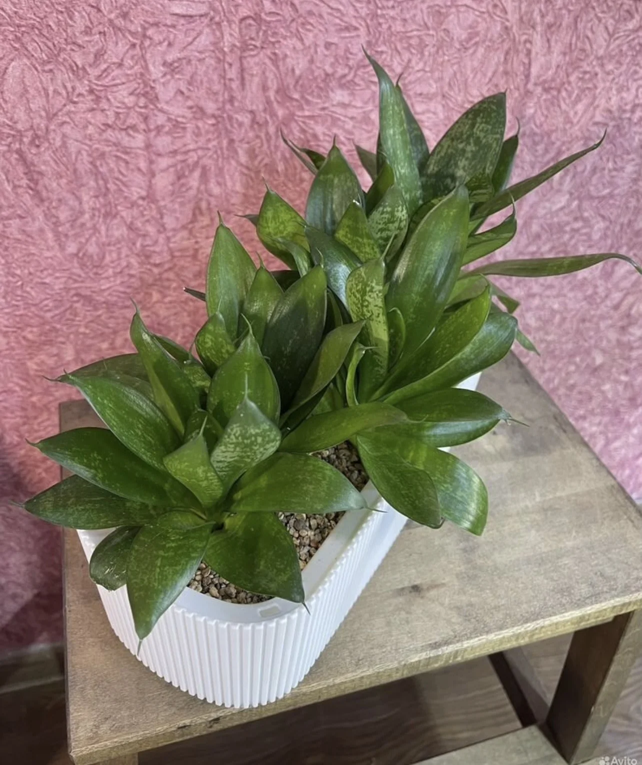 Sansevieria Hahnii (Сансевиерия, Щучий хвост) - миниатюра 4