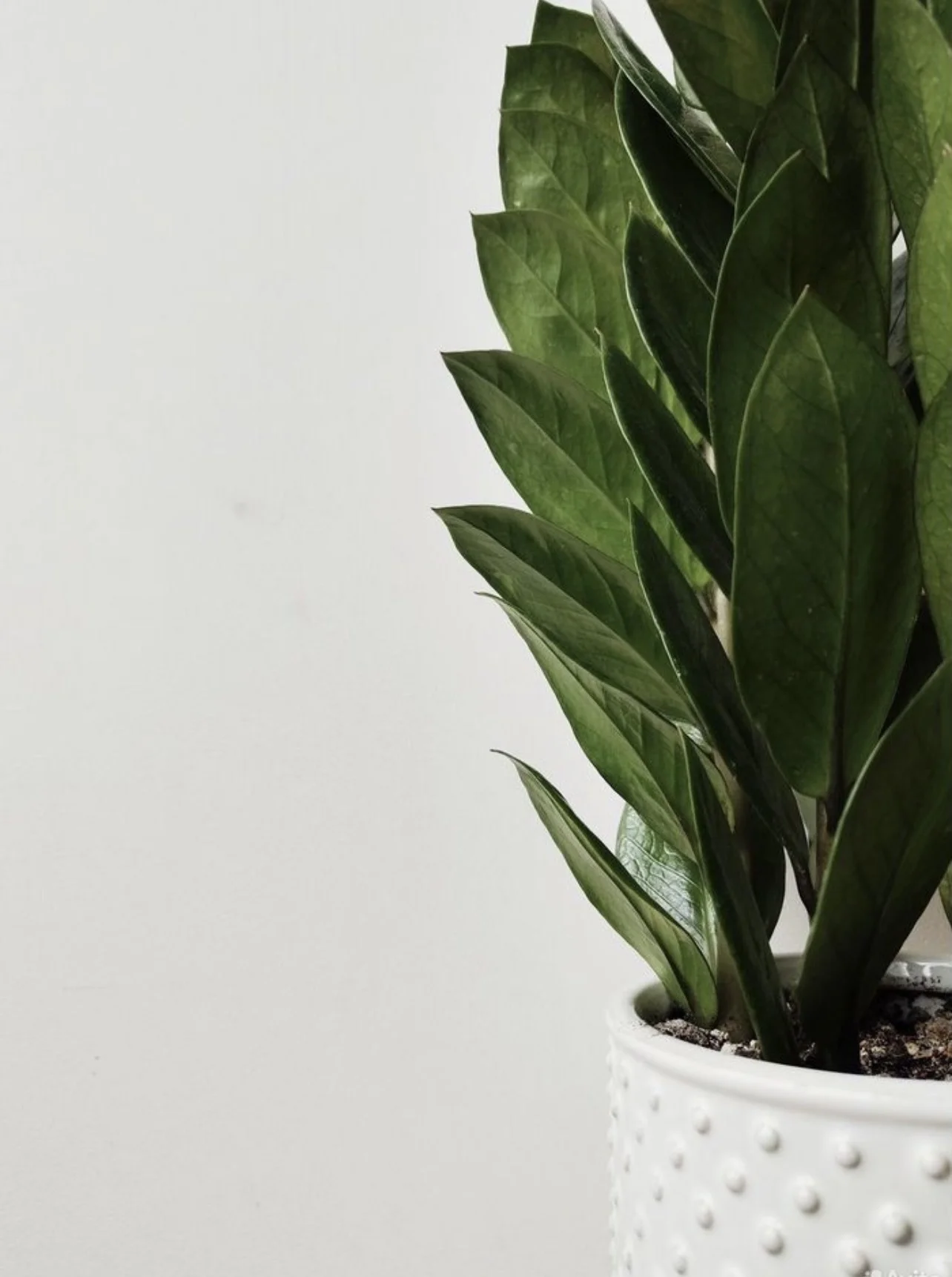 Zamioculcas Piramida (Замиокулькас Пирамида) - миниатюра 2