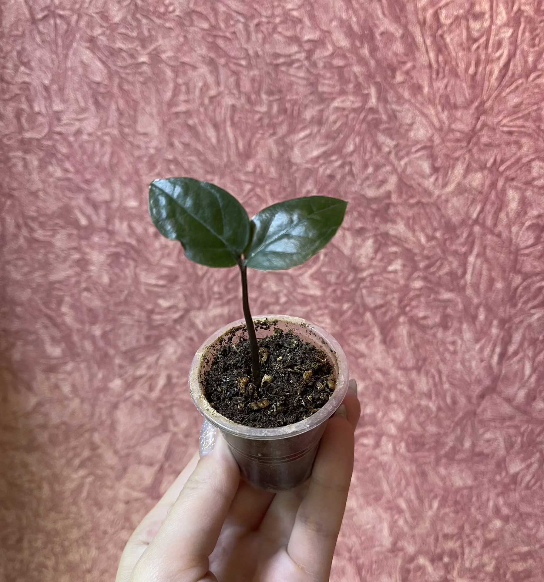 Zamioculcas Piramida (Замиокулькас Пирамида) - миниатюра 3