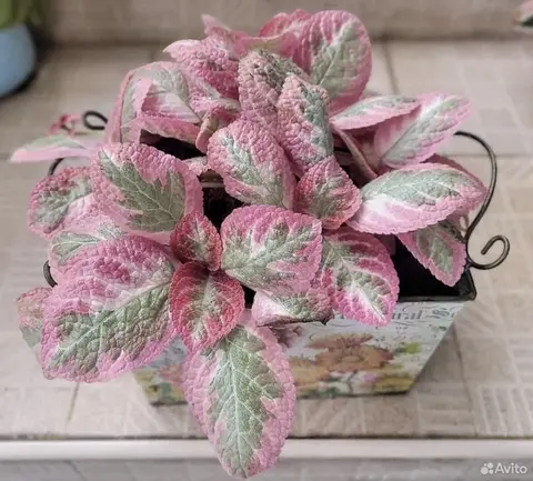 Episcia Pink Smoke (Эписция акварельная Пинк Смок)