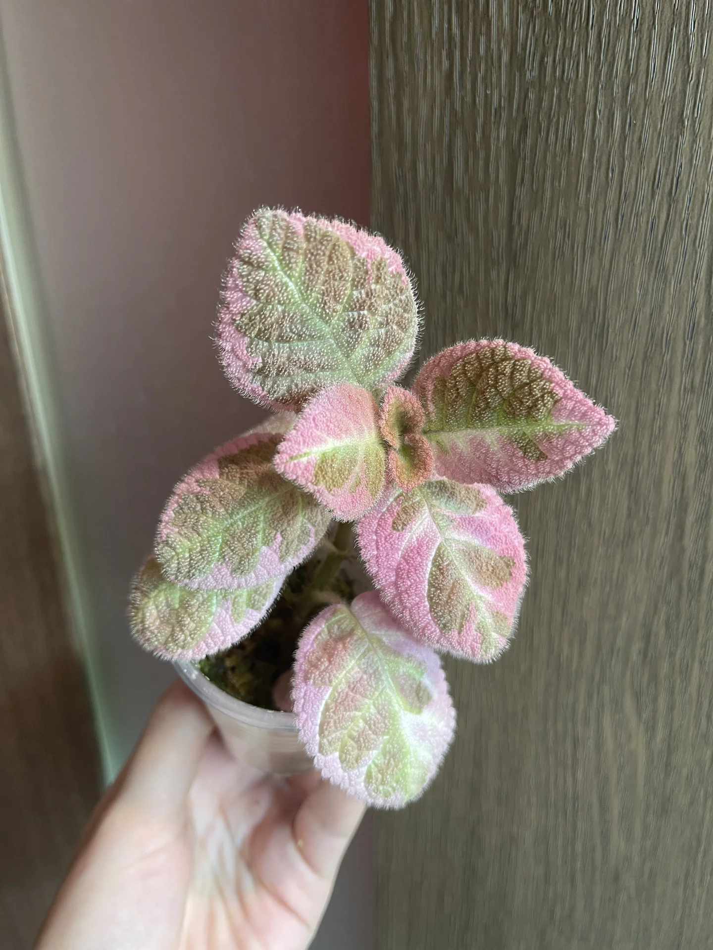 Episcia Pink Smoke (Эписция акварельная Пинк Смок) - миниатюра 2